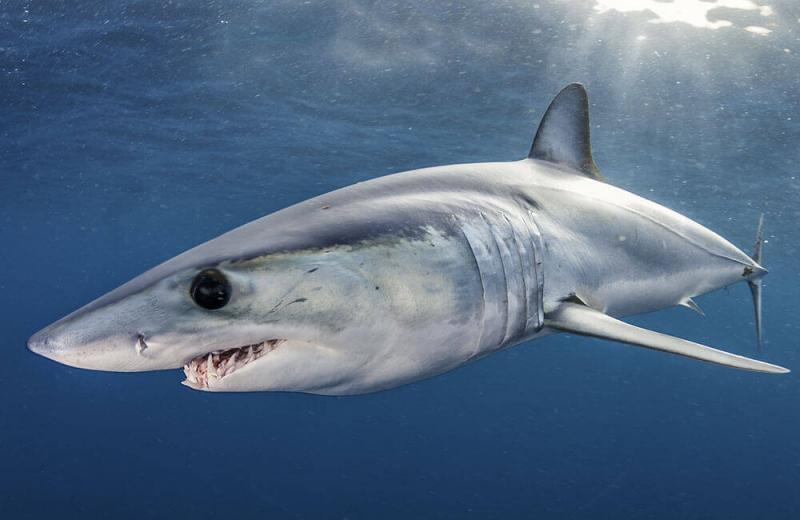 Cá mập mako vây ngắn – Shortfin Mako Shark