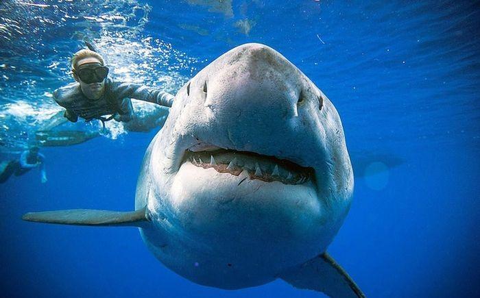 Cá mập trắng và thợ nặn