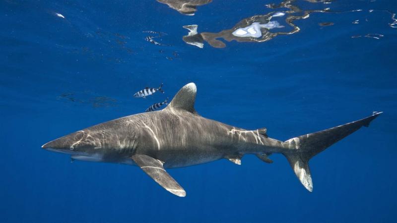 The Oceanic Whitetip Shark - cá mập vây trắng của đại dương