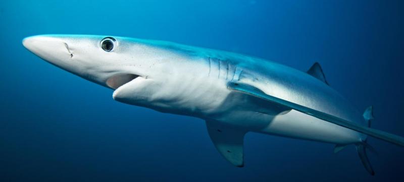 Cá mập xanh – Blue Shark