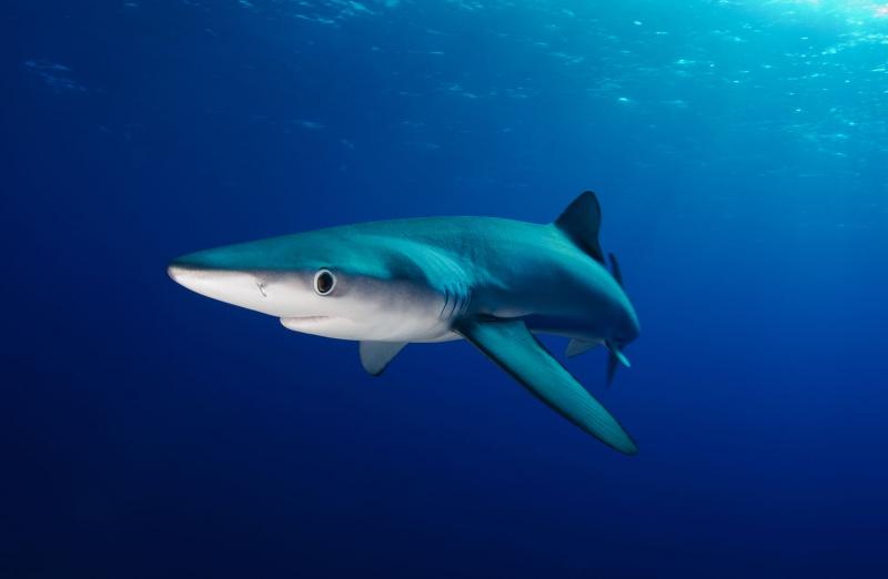 The Blue shark - cá mập xanh rất đáng sợ