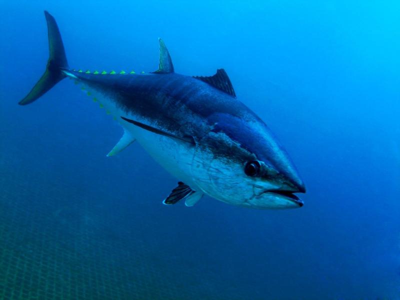 Cá ngừ vây xanh