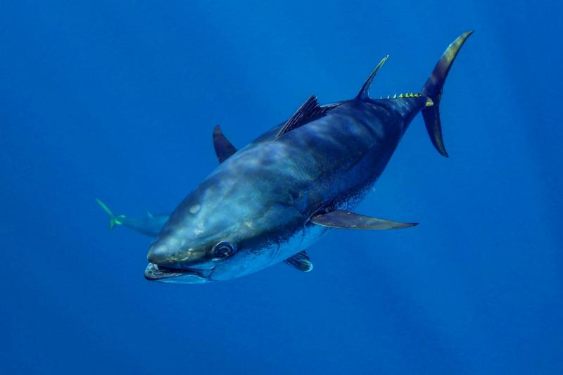 Cá ngừ vây xanh Đại Tây Dương - Atlantic Bluefin Tuna