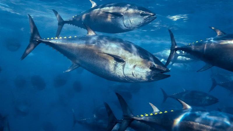 Cá ngừ vây xanh Đại Tây Dương - Atlantic Bluefin Tuna