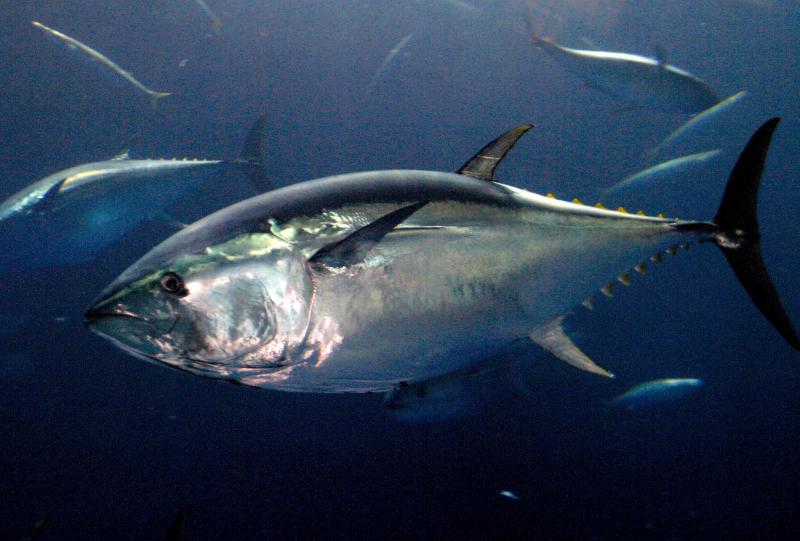 Cá ngừ vây xanh phương Nam – Southern Bluefin Tuna