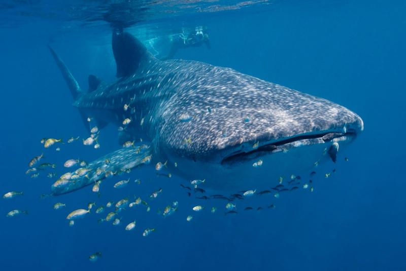 Cá mập voi