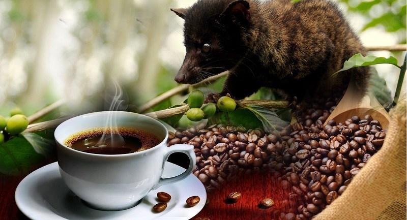 Cà phê chồn Kopi - Luwak