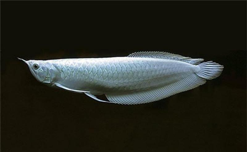 Cá rồng platium - loài cá cảnh đắt nhất thế giới