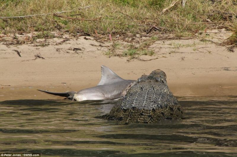 Cuộc chiến giữa cá sấu và cá mập thường xảy ra trong tự nhiên