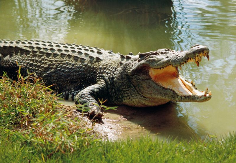 Trong điều kiện thức ăn khan hiếm, cá sấu còn ăn thịt cả đồng loại của mình.