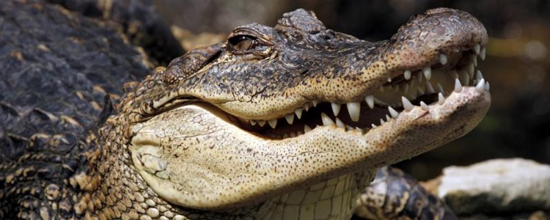Trong điều kiện thức ăn khan hiếm, cá sấu còn ăn thịt cả đồng loại của mình.