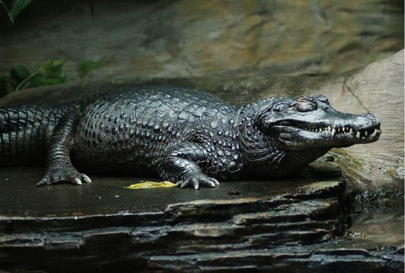 Cá sấu Caiman đen