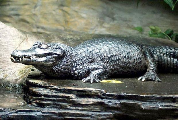 Cá sấu Caiman đen
