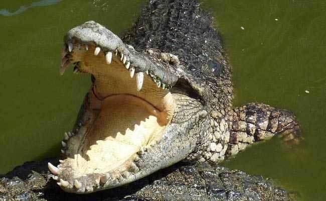 Cá sấu nước mặn có thính giác và khứu giác vô cùng nhạy bén