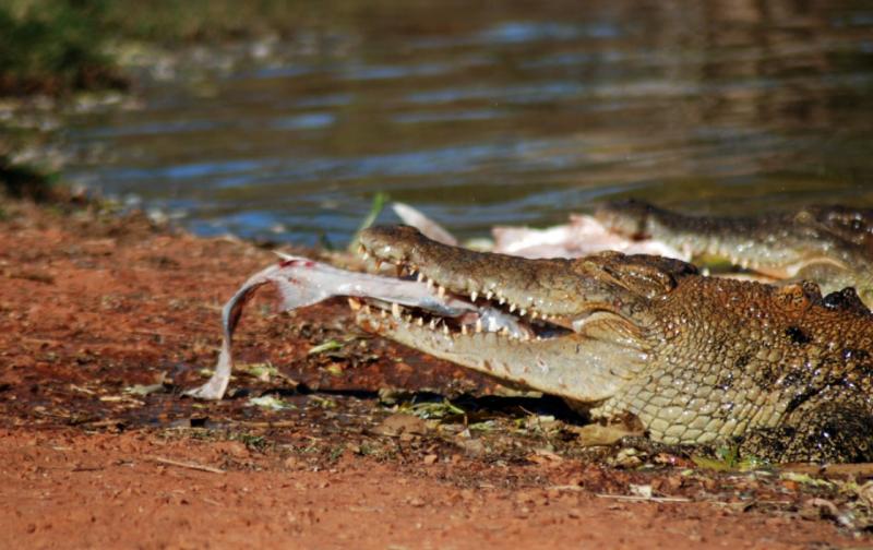 Cá sấu nước mặn – lực cắn 3694psi