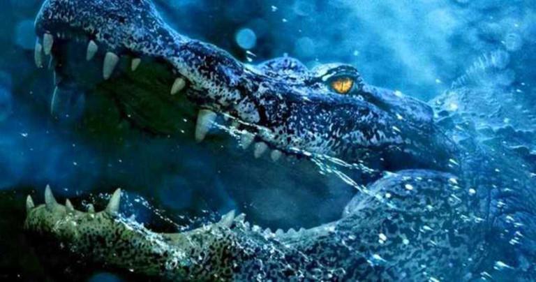 Cá sấu nuốt đá khi bơi