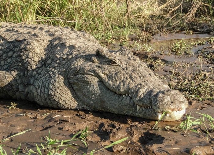 Cá sấu sông Nile