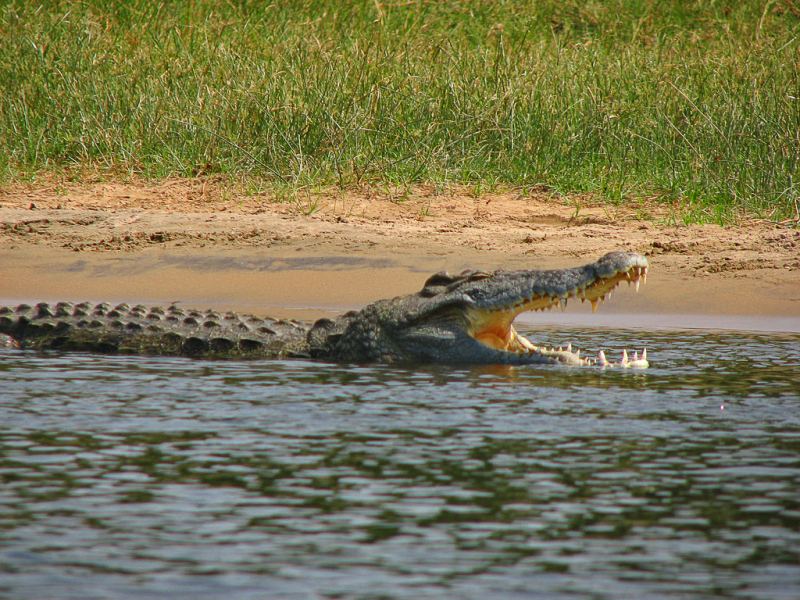 Cá sấu sông Nile - Quyết liệt bảo vệ đàn con của chúng