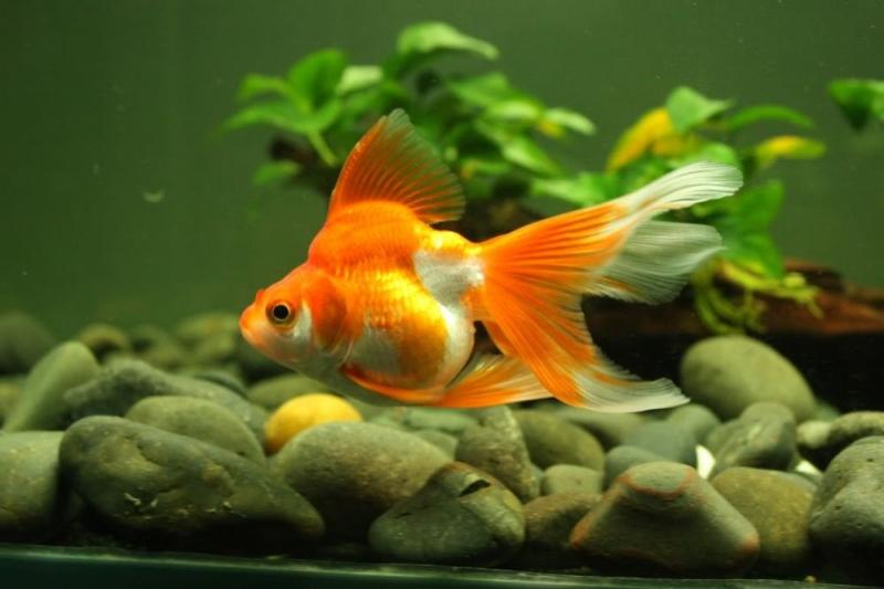 Cá vàng trong bể thủy sinh làm tăng thêm màu sắc sinh động cho bể.