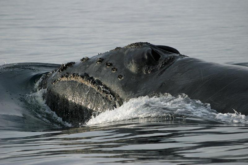 Cá voi đầu bò Bắc Thái Bình Dương