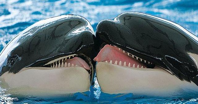 Cá voi sát thủ có khoảng 45 răng
