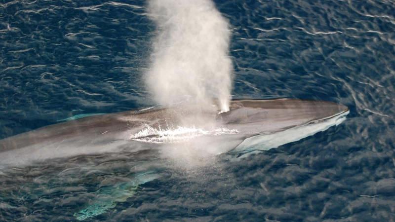 Các bài hát của cá voi có thể được sử dụng để vạch ra đáy đại dương