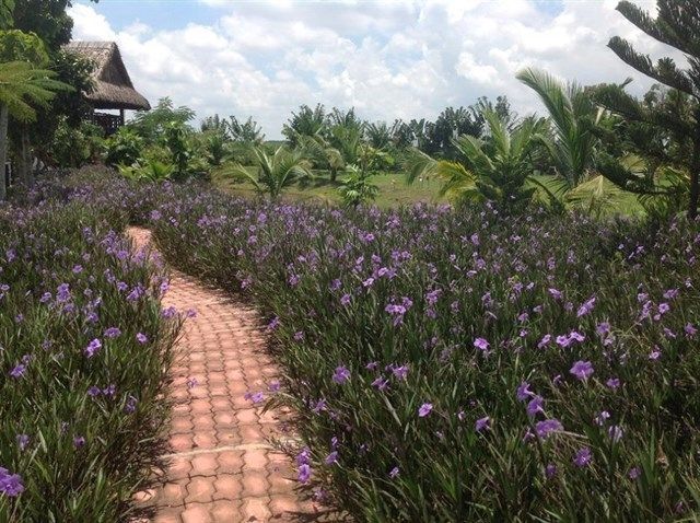Con đường đầy hoa tím lãng mạn ở Nông Trang Xanh