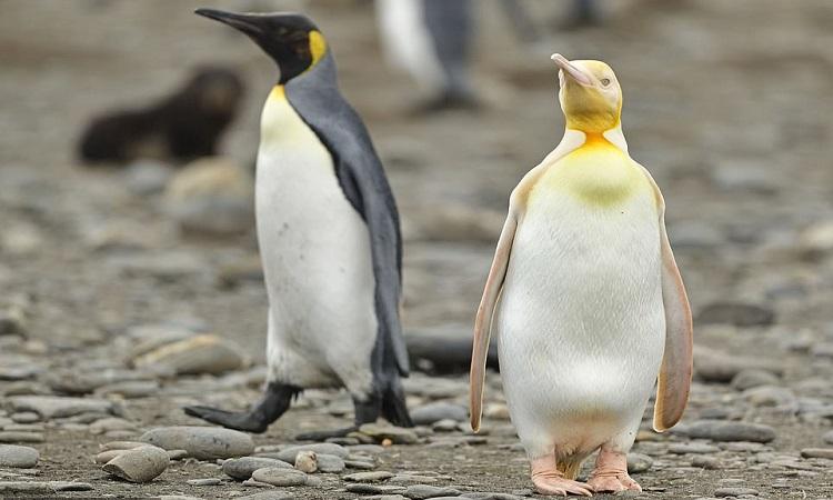 Các loài chim cánh cụt
