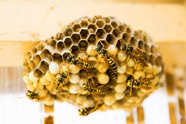 Các loài ong bắp cày