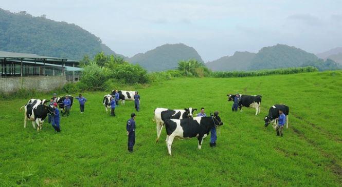 Nông trường bò sữa Mộc Châu