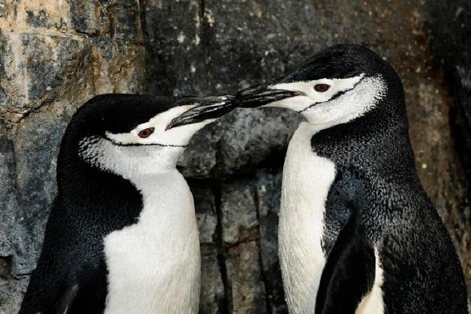 Cách nói chuyện của chim cánh cụt