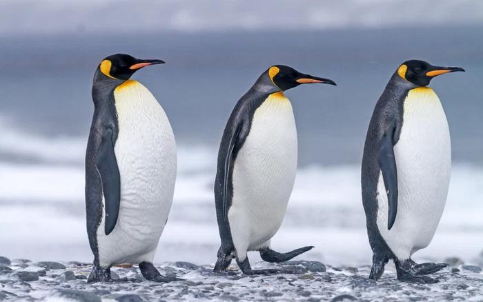 Cách nói chuyện của chim cánh cụt