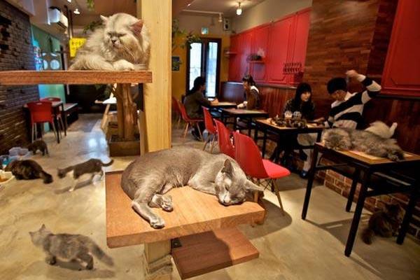 Ảnh minh họa cho Café Lua ở Machida (nguồn Internet)
