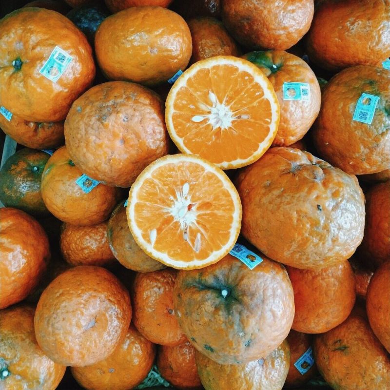 Những trái cam tươi, mọng nước, ngọt lành tại Bắc Quang - Hà Giang