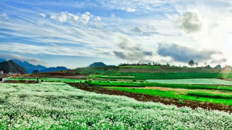 Cánh đồng hoa cải trắng ở Mộc Châu, Sơn La