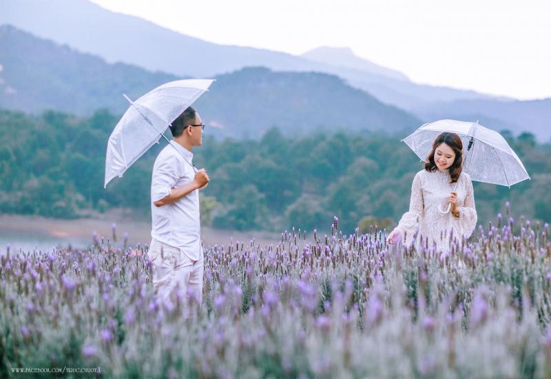 Ảnh cưới tại cánh đồng hoa Lavender Đà Lạt