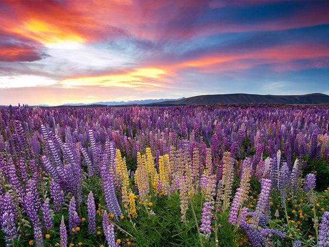Cánh đồng Hoa lupin ở miền nam Alaska hay Chile Patagonia