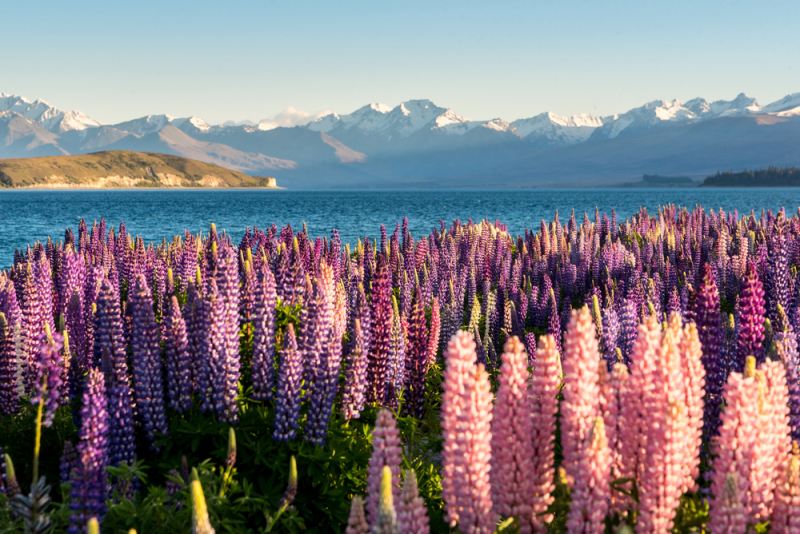 Cánh đồng Hoa lupin ở miền nam Alaska hay Chile Patagonia