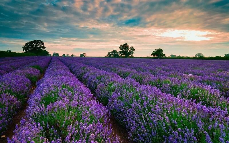 Cánh đồng hoa oải hương - Lavender Đà Lạt