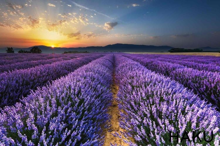 Cánh đồng hoa oải hương ở Pháp