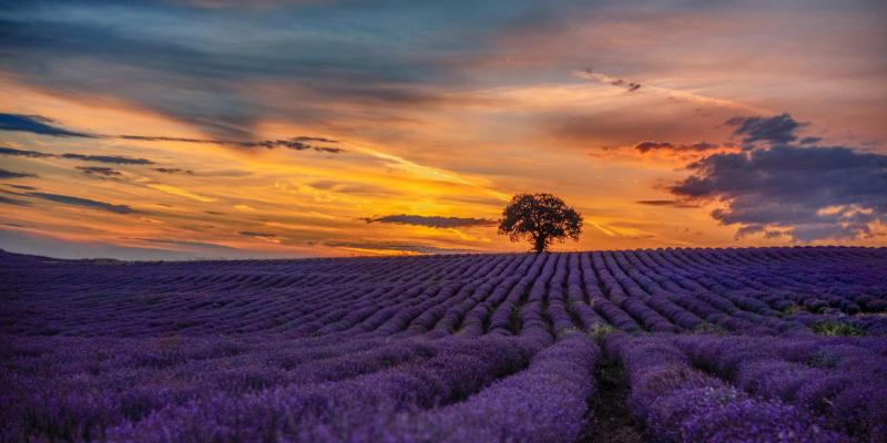 Cánh đồng hoa oải hương ở Provence, Pháp