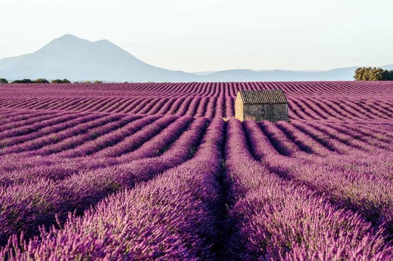 Cánh đồng hoa oải hương ở Provence, Pháp