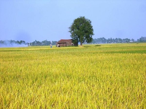 Toàn bộ cánh đồng được bao phủ bởi một màu vàng xuộm của lúa chín, lác đác một vài ruộng lúa cấy muộn vẫn còn màu xanh.