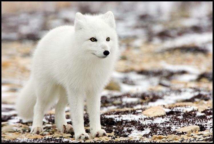 Cáo Bắc Cực có bộ lông trắng phau như tuyết