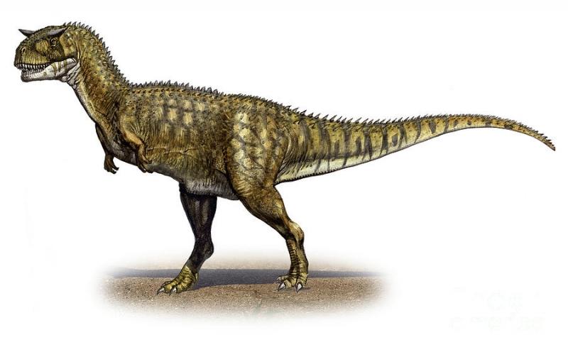 Carnotaurus có kích thước tương đối lớn và đặc biệt là tốc độ kinh hồn !