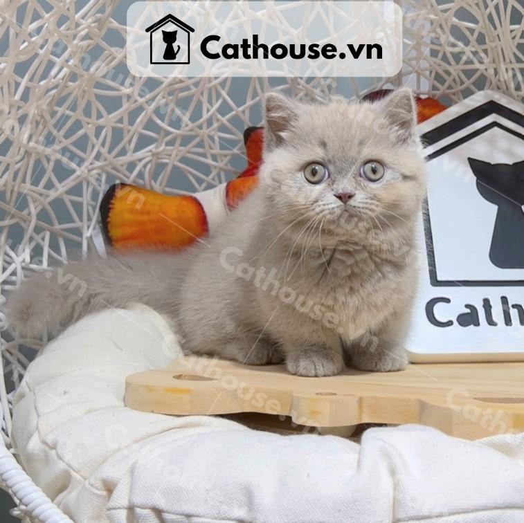 Cathouse Petshop