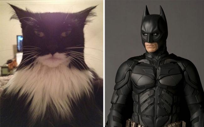 Catman hay Batman?