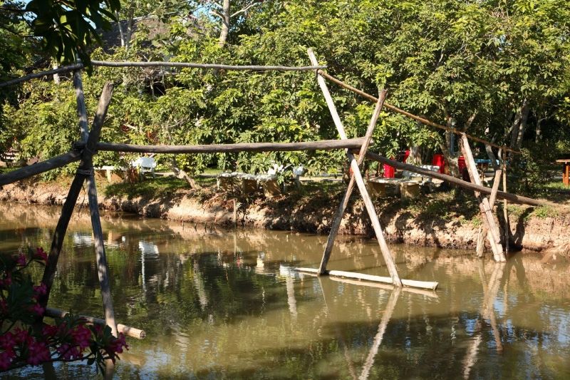 Cầu khỉ Việt Nam