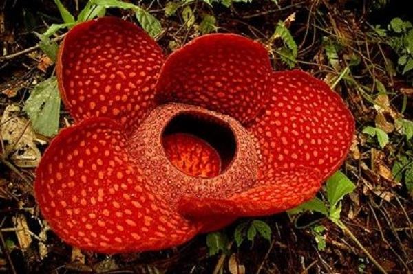 Cây Rafflesia arnoldii
