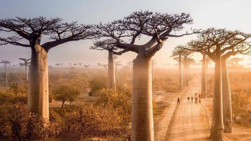 Cây Baobab hình ấm trà